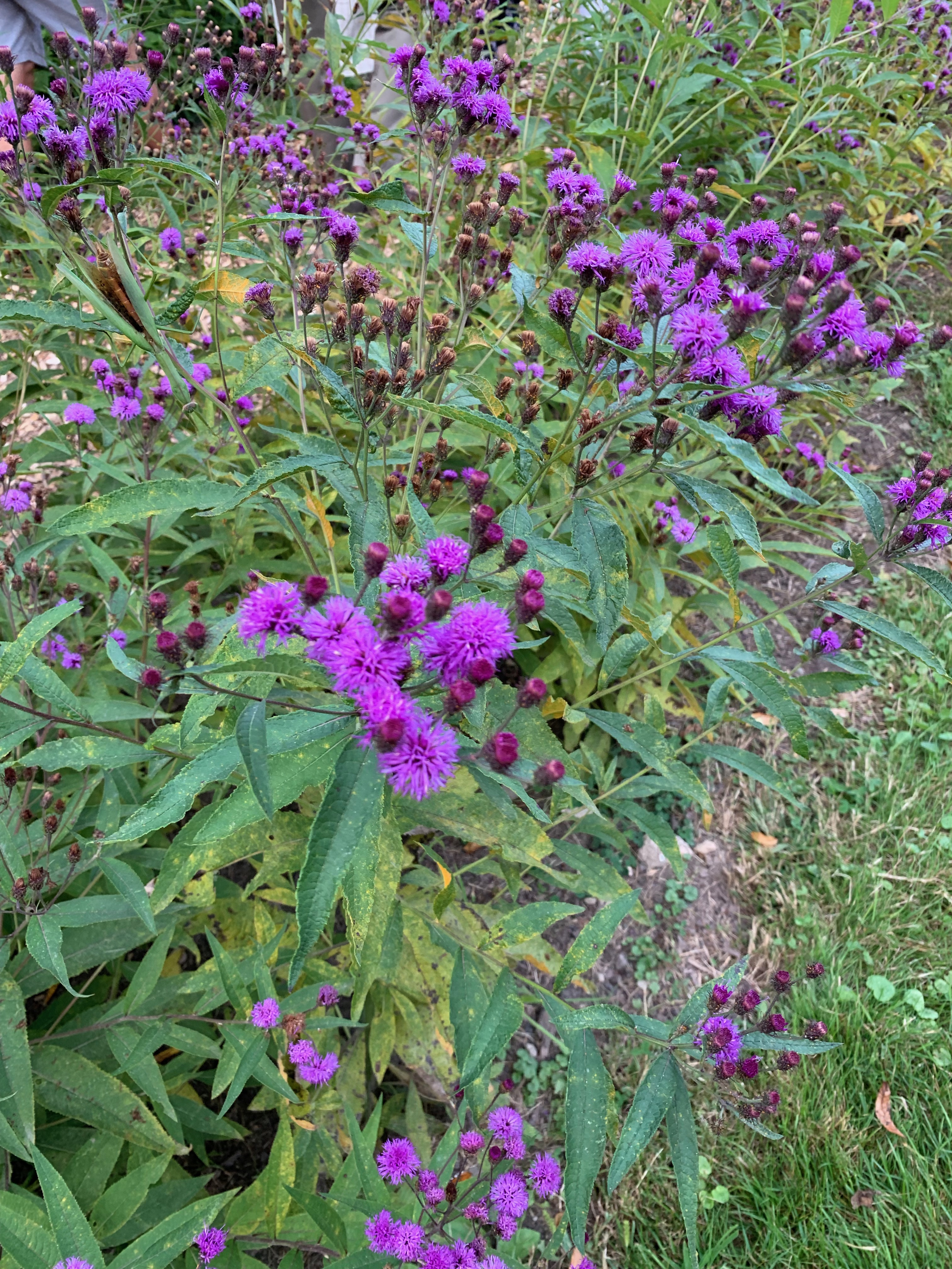 IMG_9992.jpeg